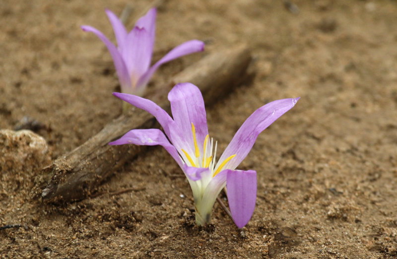 Merendera filifolia - Mallorca - Can Picafort