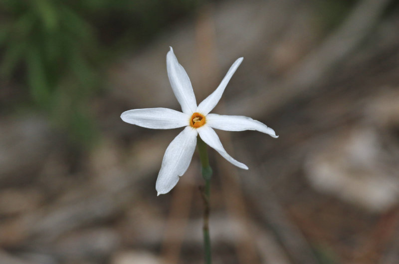 Narcissus elegans - Mallorca - Can Picafort