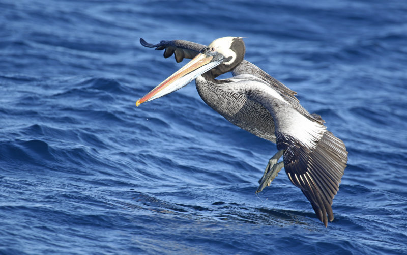 Peruvian Pelican (Pelecanus thagus)  Chile - Pacific Ocean - Valparaiso
