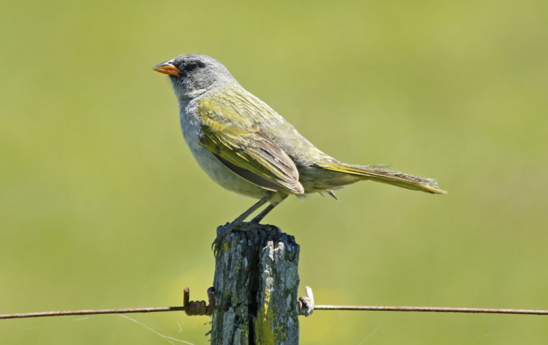 Pampa Finch (Embernagra platensis) Argentina - Entre Rios