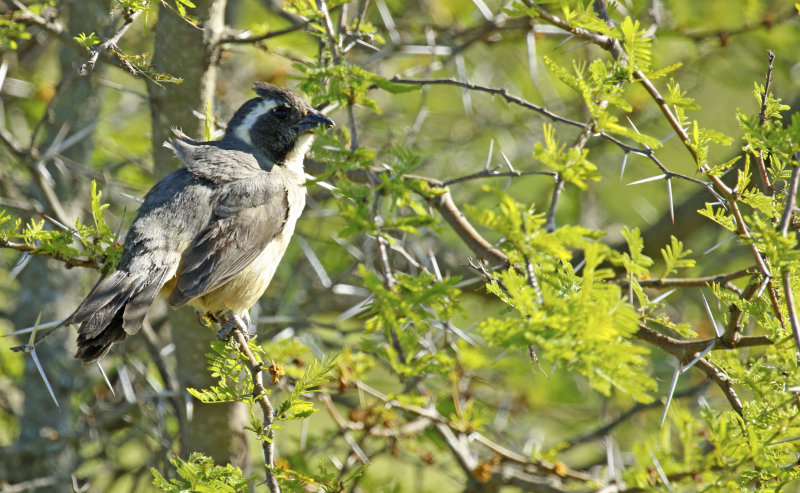 Golden-billed Saltator (Saltator aurantiirostris)