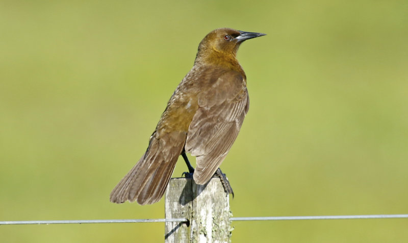 Brown-and-yellow Marshbird (Pseudoleistes virescens) Argentina - Entre Rios - Ceibas