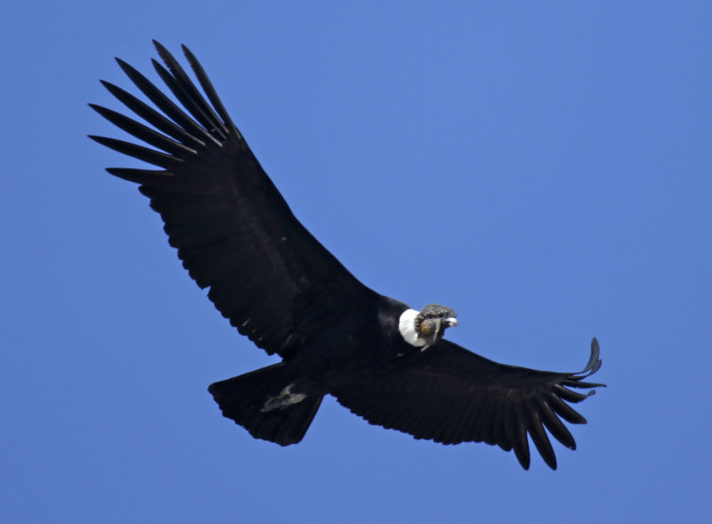 Andean Condor (Vultur gryphus) Chile - Región Metropolitana - Parque Cordillera Yerba Loca