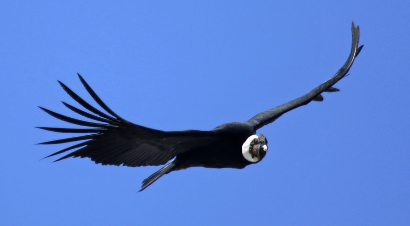 Andean Condor (Vultur gryphus) Chile - Región Metropolitana - Parque Cordillera Yerba Loca