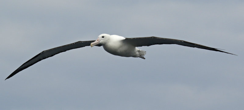 Northern Royal Albatross (Diomedea sanfordi) Chile - Valparaíso Pelagic Trip