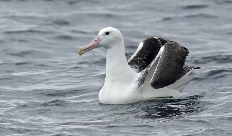 Northern Royal Albatross (Diomedea sanfordi) Chile - Valparaíso Pelagic Trip