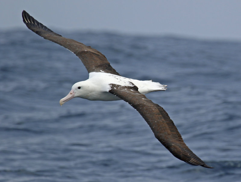 Northern Royal Albatross (Diomedea sanfordi)
