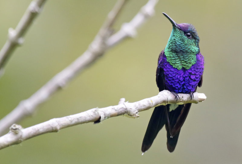 Violet-crowned Woodnymph (Thalurania colombica colombica) Ukuku Rural Lodge, Tolima, Colombia