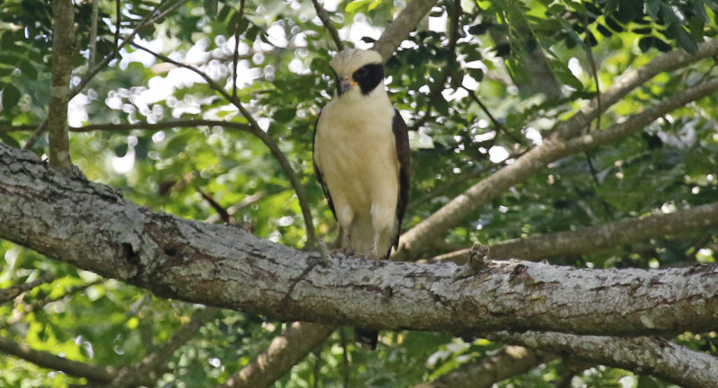 Laughing Falcon (Herpetotheres cachinnans) San Lorenzo de Armero, Tolima, Colombia