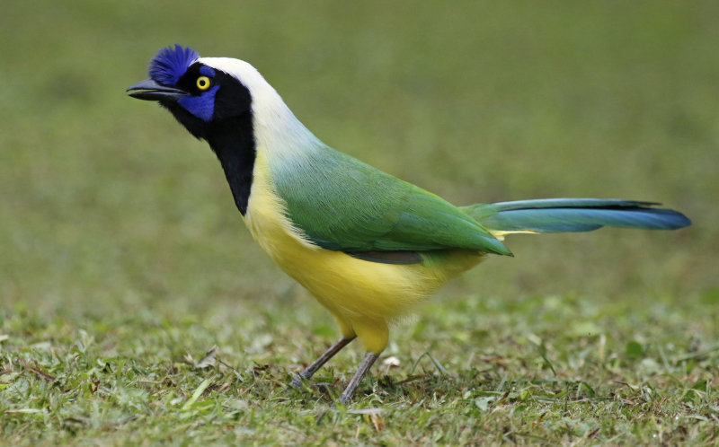Birds of Colombia