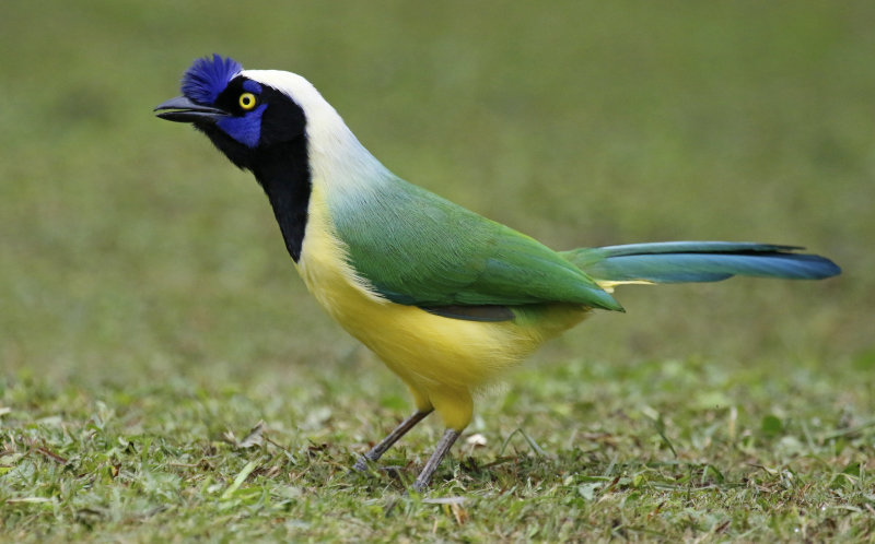 Inca Jay (Cyanocorax yncas)