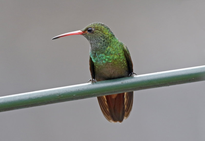 Rufous-tailed Hummingbird (Amazilia tzacatl fuscicaudata) Jardin Encantado, Cundinamarca, Colombia