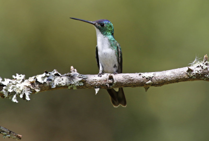 Andean Emerald (Uranomitra franciae) Ukuku Rural Lodge, Tolima, Colombia