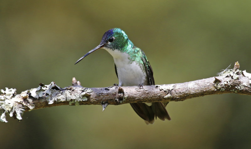 Andean Emerald (Uranomitra franciae franciae) Ukuku Rural Lodge, Tolima, Colombia