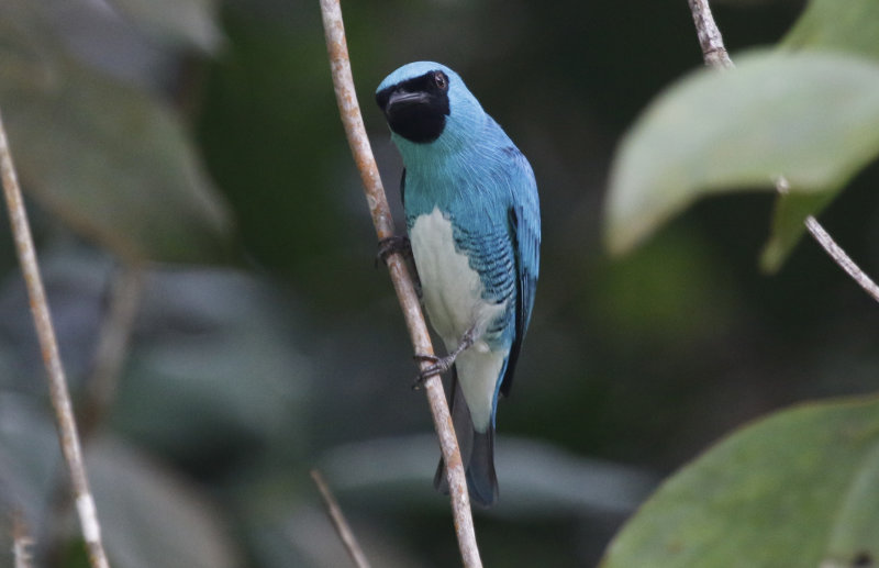 Swallow Tanager (Tersina viridis occidentalis) Aquitania Road, Antioquia, Colombia