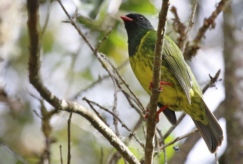 Green-and-black Fruiteater (Pipreola riefferii) Reserva Bosque Guajira - Cundinamarca - Colombia