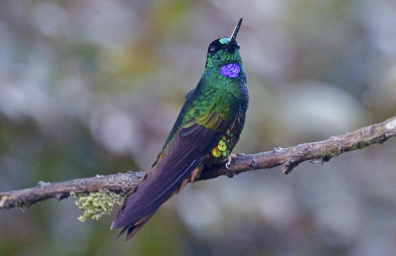 Golden-bellied Starfrontlet (Coeligena bonapartei) Parque Natural Chicaque, Cundinamarca, Colombia