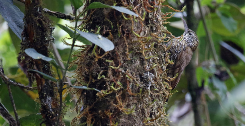 Montane Woodcreeper (Lepidocolaptes lacrymiger lacrymiger) Reserva Bosque Guajira - Cundinamarca - Colombia