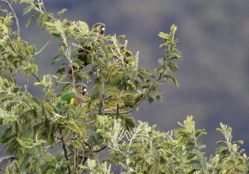 Flame-winged Parakeet (Pyrrhura calliptera) Reserva Bosque Guajira - Cundinamarca - Colombia