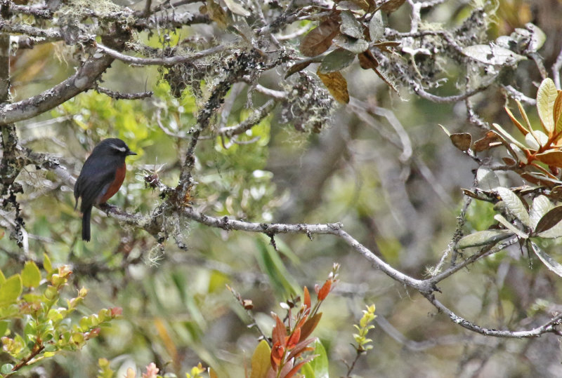 Chestnut-bellied Chat-Tyrant (Ochthoeca cinnamomeiventris) Reserva Bosque Guajira - Cundinamarca - Colombia