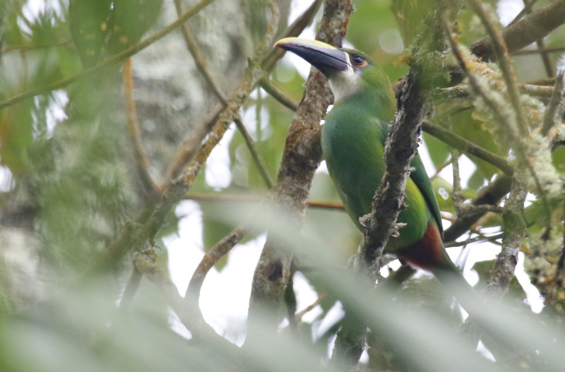 White-throated Toucanet (Aulacorhynchus albivitta albivitta) Parque Natural Chicaque, Cundinamarca, Colombia