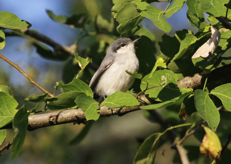 Tropical Gnatcatcher (Polioptila plumbea) *Female* Hacienda El Escobal, Complejo Lagunar Picaleña, Ibagué, Colombia 