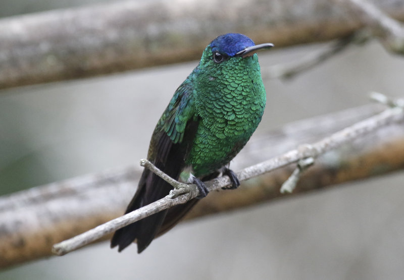 Indigo-capped Hummingbird (Saucerottia cyanifrons) Jardin Encantado, Cundinamarca, Colombia