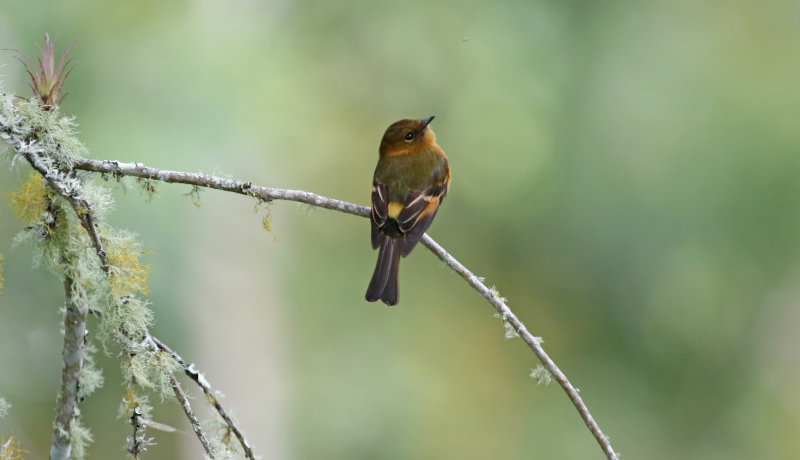 Andean Cinnamon Flycatcher (Pyrrhomyias cinnamomeus pyrrhopterus) Ukuku Rural Lodge, Tolima, Colombia