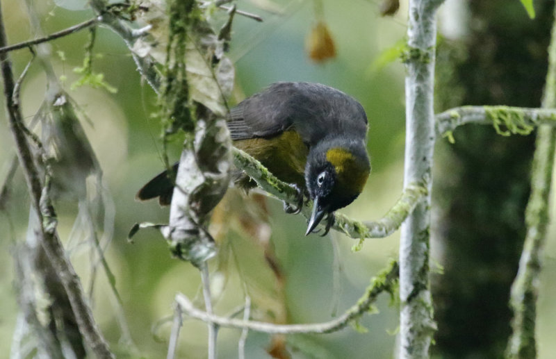 Dusky-faced Tanager (Mitrospingus cassinii)