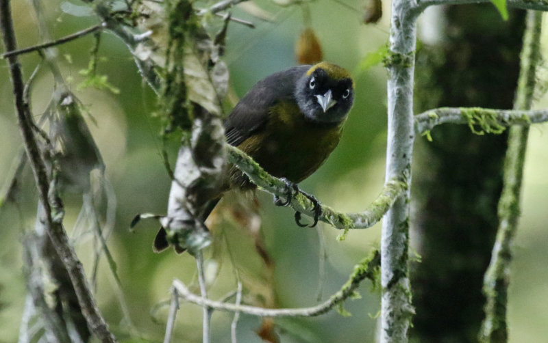 Dusky-faced Tanager (Mitrospingus cassinii cassinii) RN Cañon del Río Claro, Antioquia, Colombia