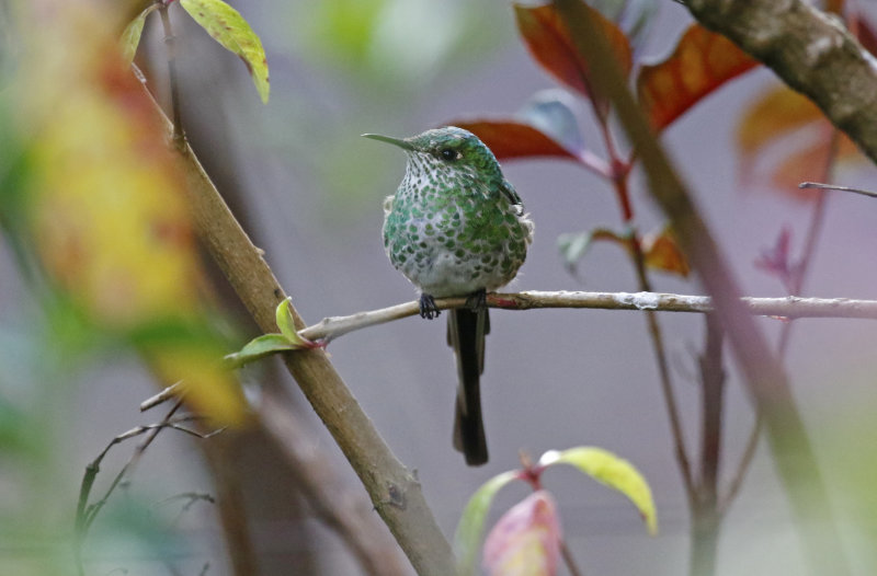 Green-tailed Trainbearer (Lesbia nuna gouldi) Observatorio de Colibries, Cundinamarca, Colombia