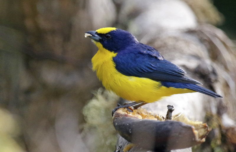 Thick-billed Euphonia (Euphonia laniirostris) Ukuku Rural Lodge, Tolima, Colombia