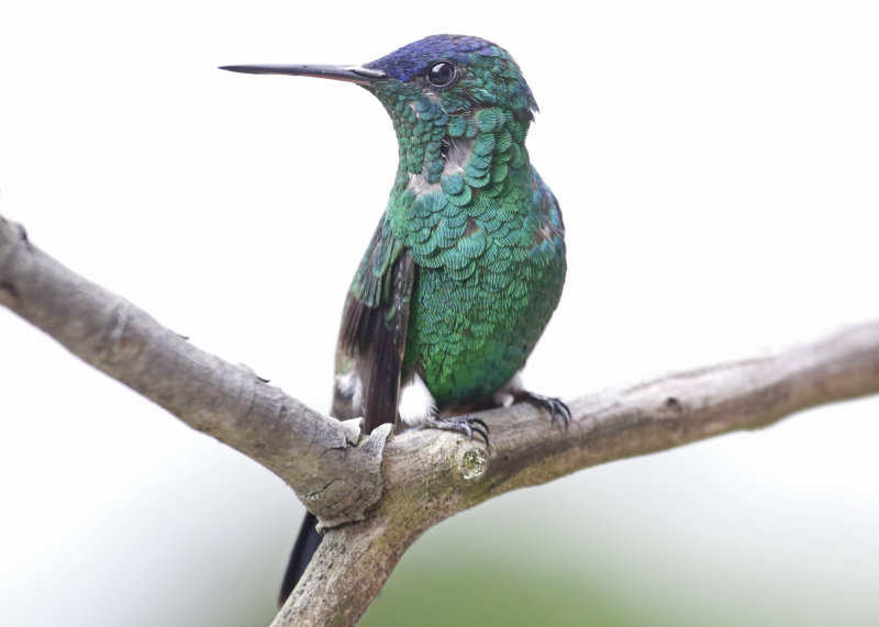 Indigo-capped Hummingbird (Saucerottia cyanifrons) Jardin Encantado, Cundinamarca, Colombia