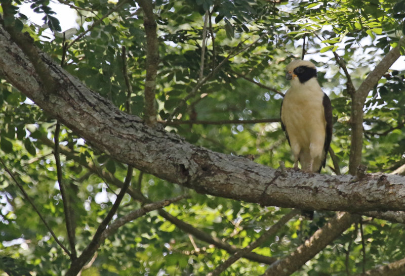 Laughing Falcon (Herpetotheres cachinnans) San Lorenzo de Armero, Tolima, Colombia