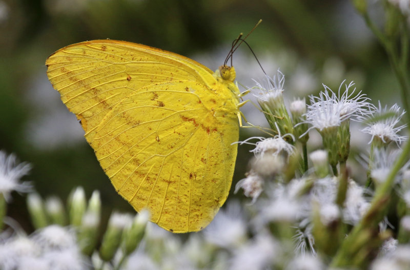 Apricot Sulphur (Phoebis argante) San Lorenzo de Armero, Tolima, Colombia