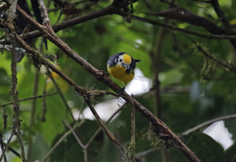 Golden-fronted Redstart (Myioborus ornatus ornatus) Reserva Bosque Guajira - Cundinamarca - Colombia