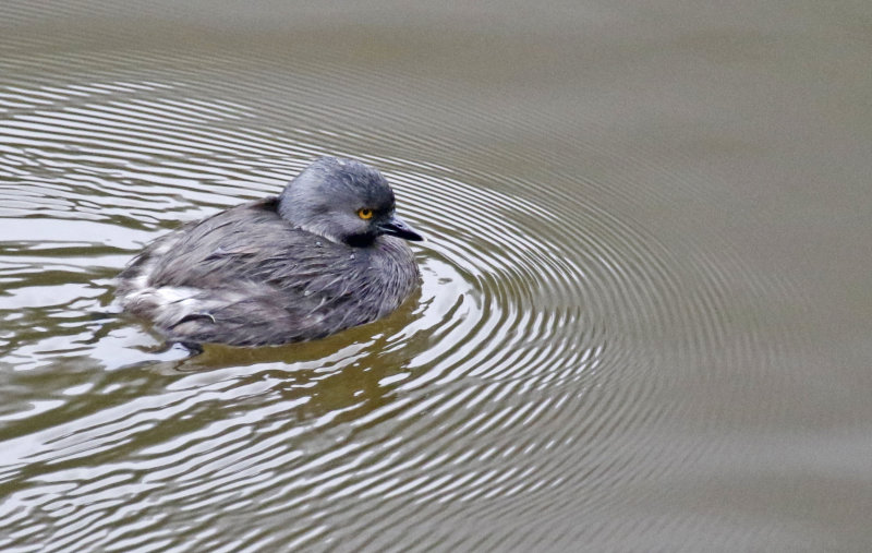 Least Grebe (Tachybaptus dominicus brachyrhynchus) Laguna El Tabacal, Cundinamarca, Colombia