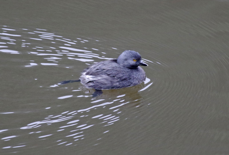 Least Grebe (Tachybaptus dominicus brachyrhynchus) Laguna El Tabacal, Cundinamarca, Colombia