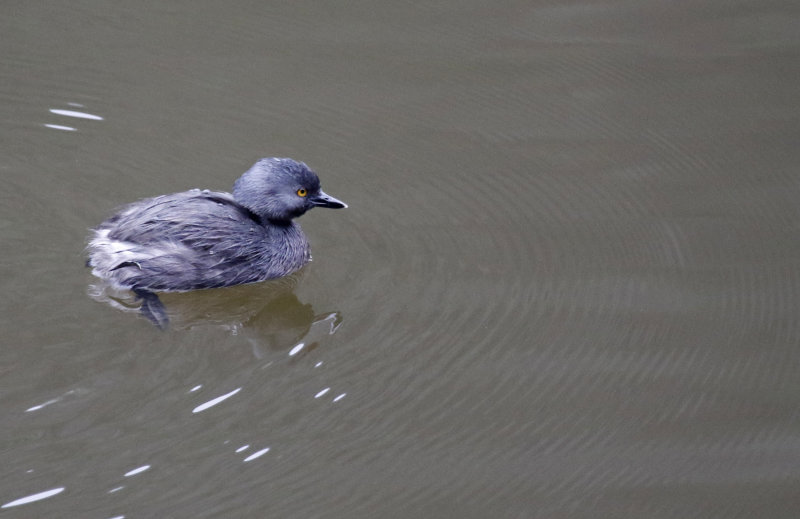 Least Grebe (Tachybaptus dominicus brachyrhynchus) Laguna El Tabacal, Cundinamarca, Colombia
