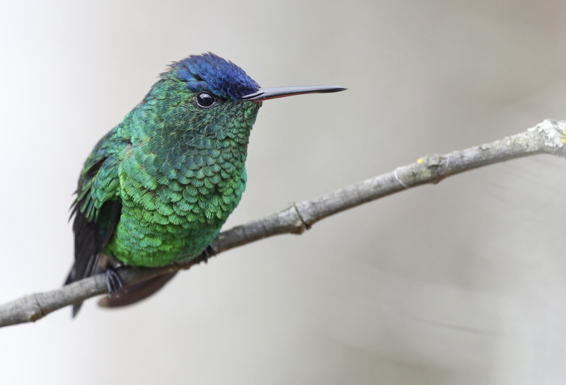 Indigo-capped Hummingbird (Saucerottia cyanifrons)