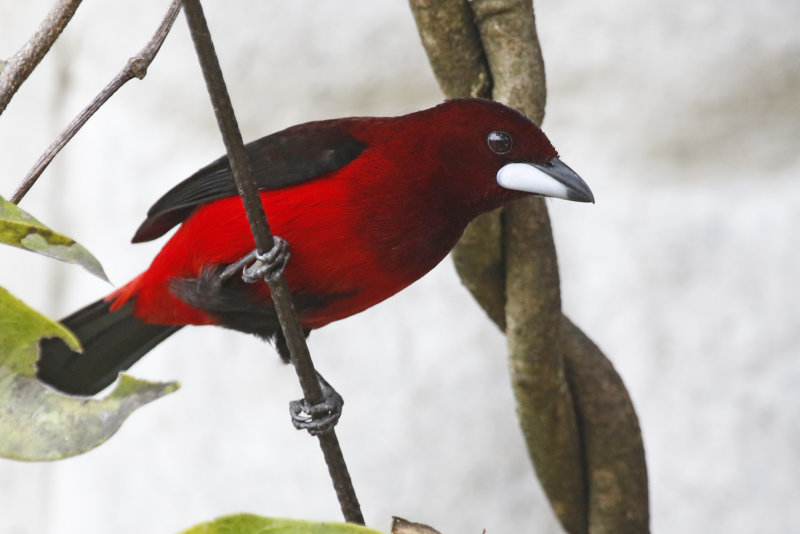 Crimson-backed Tanager (Ramphocelus dimidiatus dimidiatus) Jardin Encantado, Cundinamarca, Colombia