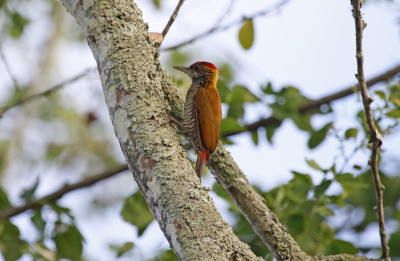 Red-rumped Woodpecker (Dryobates kirkii cecilii) Hacienda El Escobal, Complejo Lagunar Picaleña, Ibagué, Colombia