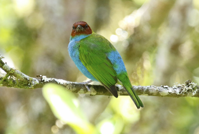 Bay-headed Tanager (Tangara gyrola deleticia) Ukuku Rural Lodge, Tolima, Colombia