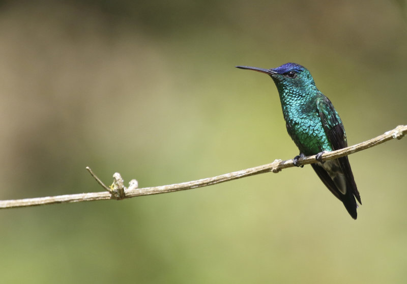Indigo-capped Hummingbird (Saucerottia cyanifrons) Ukuku Rural Lodge, Tolima, Colombia