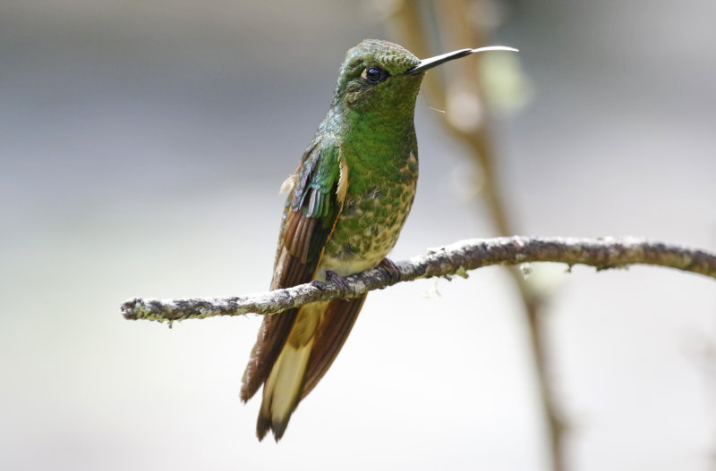 Buff-tailed Coronet (Boissonneaua flavescens flavescens) Ukuku Rural Lodge, Tolima, Colombia