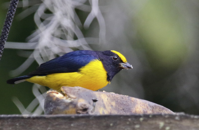 Orange-bellied Euphonia (Euphonia xanthogaster oressinoma) Ukuku Rural Lodge, Tolima, Colombia