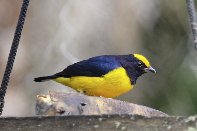 Orange-bellied Euphonia (Euphonia xanthogaster oressinoma) Ukuku Rural Lodge, Tolima, Colombia