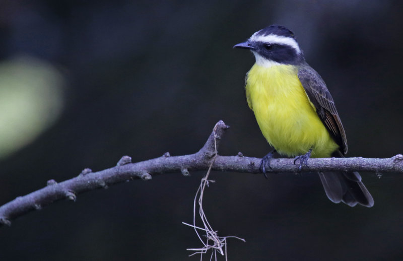 Rusty-margined Flycatcher (Myiozetetes cayanensis) Hacienda El Escobal, Complejo Lagunar Picaleña, Ibagué, Colombia