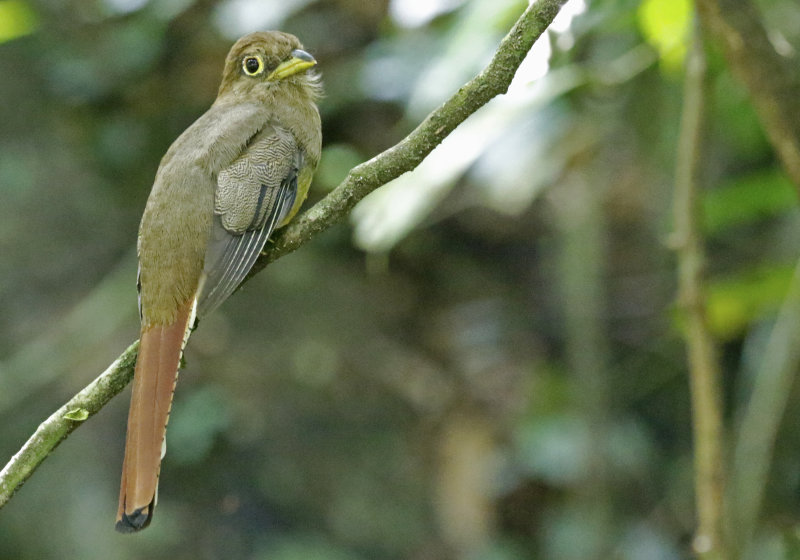 Choco Black-throated Trogon (Trogon cupreicauda) *female* RN Cañon del Río Claro, Antioquia, Colombia