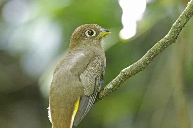 Choco Black-throated Trogon (Trogon cupreicauda) *female* RN Cañon del Río Claro, Antioquia, Colombia